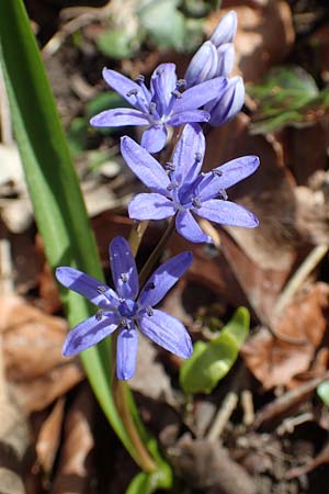 Scilla bifolia \ Zweibl�ttriger Blaustern / Alpine Squill, D Mannheim 11.3.2017