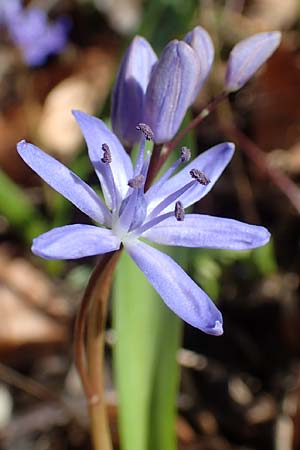 Scilla bifolia \ Zweibl�ttriger Blaustern / Alpine Squill, D Mannheim 11.3.2017