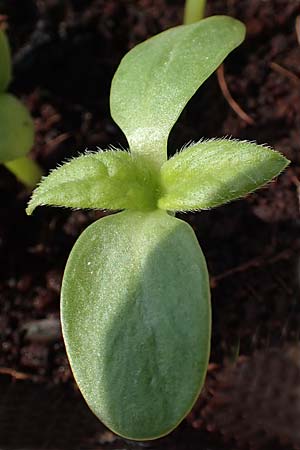 Helianthus annuus \ Sonnenblume / Sunflower, D Mannheim 25.3.2018