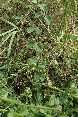Sanguisorba minor subsp. balearica \ H�ckerfr�chtiger Wiesenknopf / Small Burnet, D Biebesheim 12.5.2018