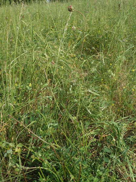 Sanguisorba minor subsp. balearica \ H�ckerfr�chtiger Wiesenknopf / Small Burnet, D Biebesheim 12.5.2018