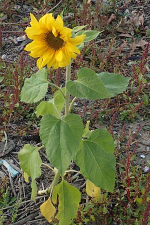 Helianthus annuus, Sonnenblume