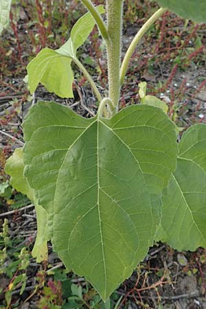 Helianthus annuus \ Sonnenblume / Sunflower, D K&ouml;ln-Langel 6.10.2018