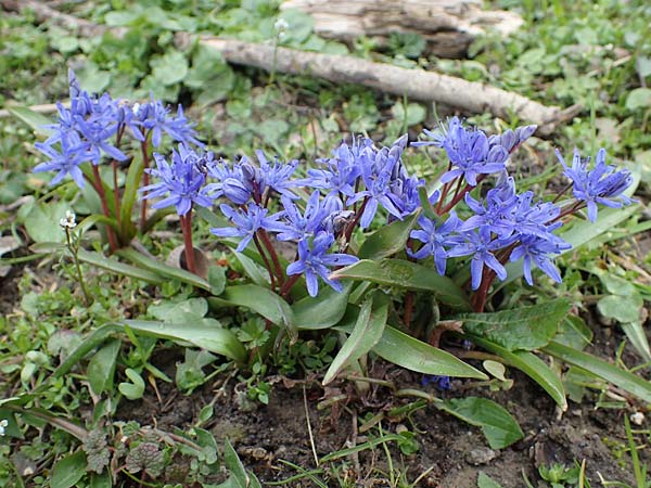 Scilla bifolia \ Zweibl�ttriger Blaustern / Alpine Squill, D Ludwigshafen 18.3.2021