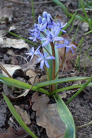 Scilla bifolia \ Zweibl�ttriger Blaustern / Alpine Squill, D Ludwigshafen 24.3.2021