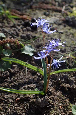 Scilla bifolia \ Zweibl�ttriger Blaustern / Alpine Squill, D Ludwigshafen 24.3.2021