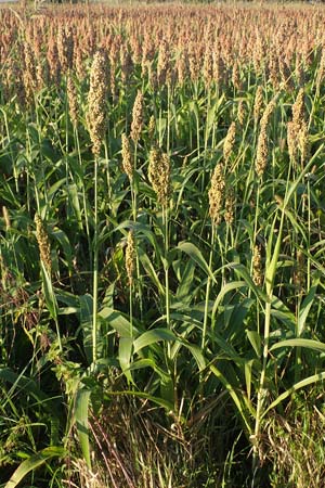 Sorghum bicolor agg. \ Mohrenhirse, Zucker-Hirse / Great Millet, D Kehl 24.9.2021