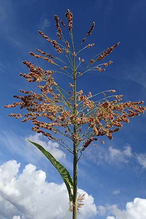 Sorghum bicolor agg. \ Mohrenhirse, Zucker-Hirse / Great Millet, D Mannheim 30.9.2021