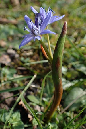 Scilla bifolia \ Zweibl�ttriger Blaustern / Alpine Squill, D Ludwigshafen 1.3.2022