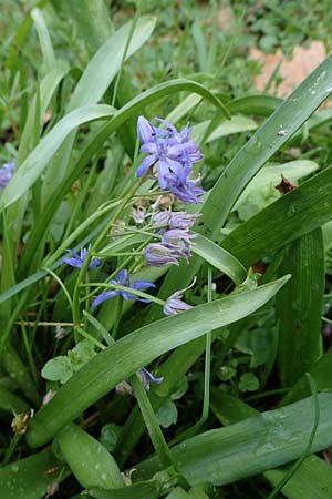 Scilla bifolia \ Zweibl�ttriger Blaustern / Alpine Squill, D Mannheim 30.3.2022