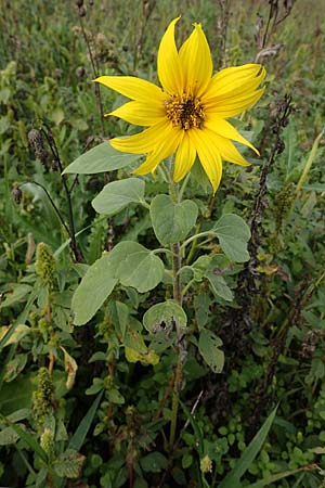 Helianthus annuus \ Sonnenblume / Sunflower, D Mannheim 22.10.2022