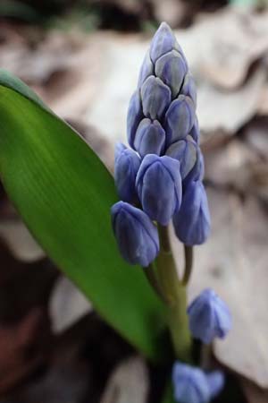Scilla bifolia \ Zweibl�ttriger Blaustern / Alpine Squill, D Ludwigshafen 20.2.2024