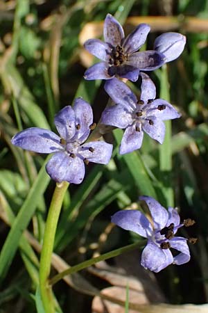 Scilla bifolia \ Zweibl�ttriger Blaustern / Alpine Squill, D Mannheim 9.3.2025