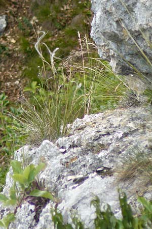 Stipa calamagrostis \ Silber-Raugras, Silber-�hrengras, D Beuron 26.6.2018