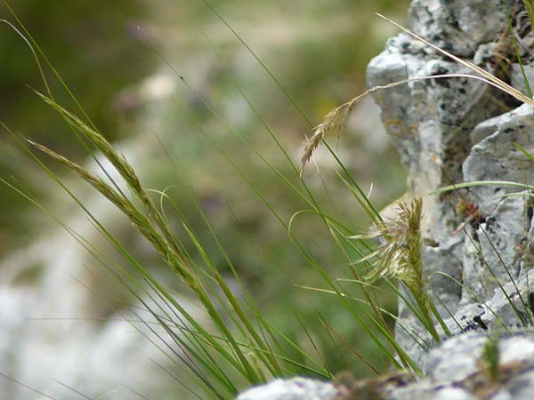 Stipa calamagrostis \ Silber-Raugras, Silber-�hrengras, D Beuron 26.6.2018