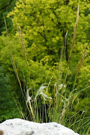 Stipa calamagrostis \ Silber-Raugras, Silber-�hrengras, D Beuron 26.6.2018