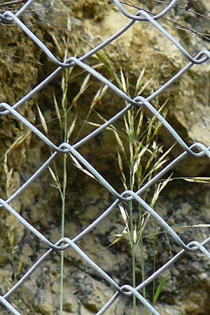 Stipa calamagrostis \ Silber-Raugras, Silber-�hrengras, D Beuron 26.6.2018