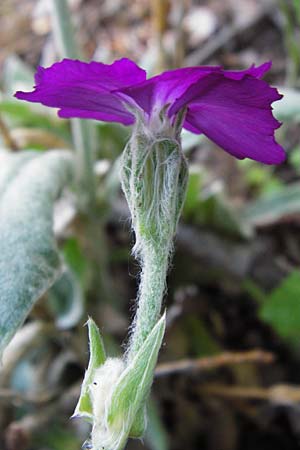 Silene coronaria \ Kronen-Lichtnelke, Kranz-Lichtnelke, D Gro&szlig;-Gerau 30.6.2015