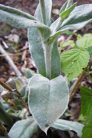 Silene coronaria \ Kronen-Lichtnelke, Kranz-Lichtnelke, D Gro&szlig;-Gerau 30.6.2015
