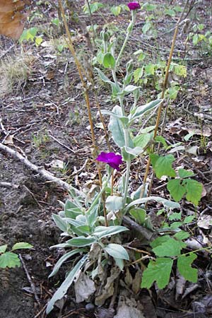 Silene coronaria \ Kronen-Lichtnelke, Kranz-Lichtnelke, D Gro&szlig;-Gerau 30.6.2015