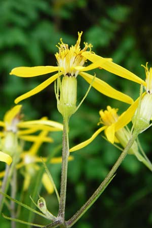 Senecio hercynicus x ovatus \ Greiskraut-Hybride / Hybrid Woundwort, D Schwarzwald/Black-Forest, Kniebis 5.8.2015
