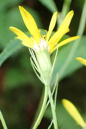 Senecio hercynicus x ovatus \ Greiskraut-Hybride / Hybrid Woundwort, D Schwarzwald/Black-Forest, Kniebis 5.8.2015