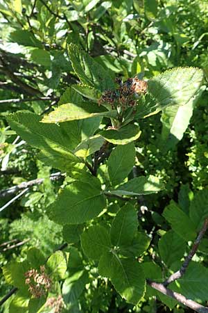 Sorbus aria x chamaemespilus \ Bastard-Zwerg-Mehlbeere, Filzige Zwerg-Mehlbeere / Bastard Dwarf Whitebeam, D Schwarzwald/Black-Forest, Feldberg 10.7.2016