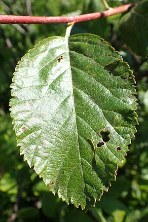 Sorbus aria x chamaemespilus \ Bastard-Zwerg-Mehlbeere, Filzige Zwerg-Mehlbeere / Bastard Dwarf Whitebeam, D Schwarzwald/Black-Forest, Feldberg 10.7.2016