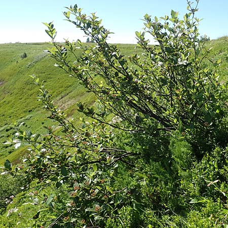 Sorbus aria x chamaemespilus \ Bastard-Zwerg-Mehlbeere, Filzige Zwerg-Mehlbeere / Bastard Dwarf Whitebeam, D Schwarzwald/Black-Forest, Feldberg 10.7.2016