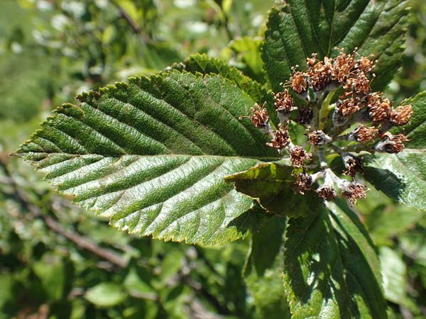 Sorbus aria x chamaemespilus \ Bastard-Zwerg-Mehlbeere, Filzige Zwerg-Mehlbeere / Bastard Dwarf Whitebeam, D Schwarzwald/Black-Forest, Feldberg 10.7.2016
