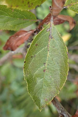 Sorbus aria x chamaemespilus \ Bastard-Zwerg-Mehlbeere, Filzige Zwerg-Mehlbeere / Bastard Dwarf Whitebeam, D Botan. Gar.  Universit.  T&uuml;bingen 3.9.2016