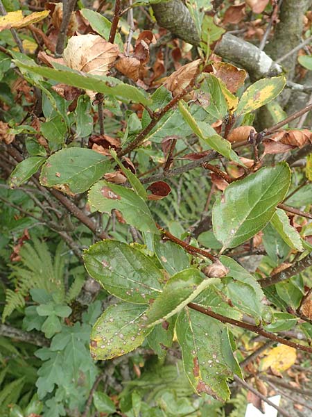 Sorbus aria x chamaemespilus \ Bastard-Zwerg-Mehlbeere, Filzige Zwerg-Mehlbeere / Bastard Dwarf Whitebeam, D Botan. Gar.  Universit.  T&uuml;bingen 3.9.2016