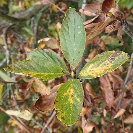 Sorbus aria x chamaemespilus \ Bastard-Zwerg-Mehlbeere, Filzige Zwerg-Mehlbeere / Bastard Dwarf Whitebeam, D Botan. Gar.  Universit.  T&uuml;bingen 3.9.2016