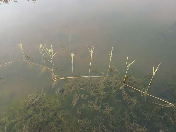 Phragmites australis \ Schilf / Common Reed, D Hassloch 22.9.2016