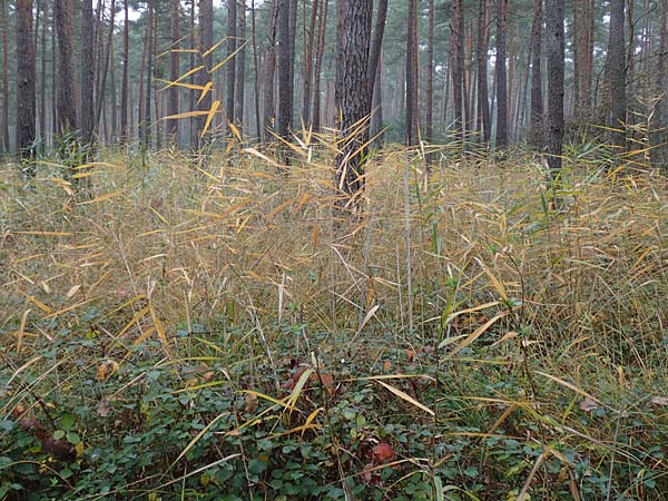 Phragmites australis \ Schilf / Common Reed, D Hassloch 1.11.2016