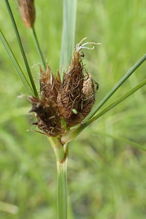 Bolboschoenus laticarpus \ Breitfr�chtige Strandsimse / Broadseed Club-Rush, D Gro&szlig;-Gerau 15.7.2017