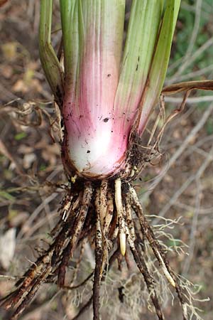Phragmites australis \ Schilf / Common Reed, D Rheing&ouml;nheim 9.9.2017
