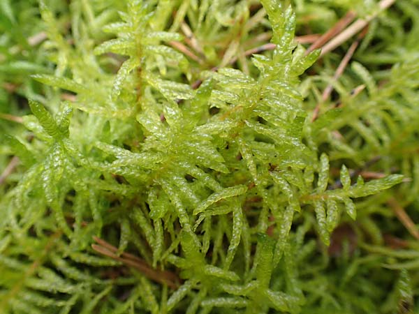 Scleropodium purum \ Gemeines Gr�nst�ngelmoos / Feather Moss, D St. Leon - Rot 23.3.2018
