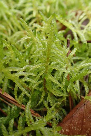 Scleropodium purum \ Gemeines Gr�nst�ngelmoos / Feather Moss, D St. Leon - Rot 23.3.2018