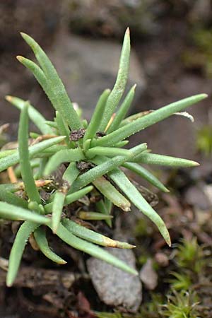 Scleranthus perennis \ Ausdauerndes Kn�uelkraut / Perennial Knawel, D Donnersberg 1.6.2018