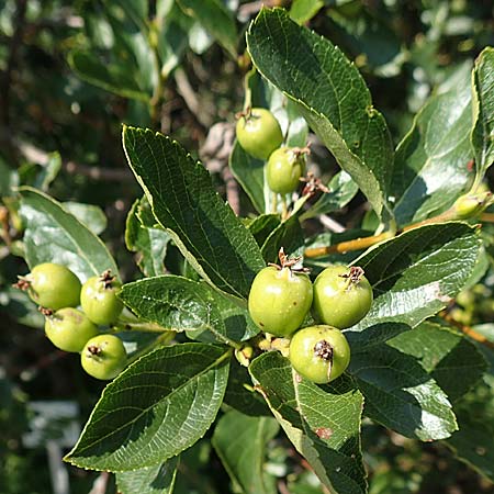 Sorbus aria x chamaemespilus \ Bastard-Zwerg-Mehlbeere, Filzige Zwerg-Mehlbeere / Bastard Dwarf Whitebeam, D Botan. Gar.  Universit.  T&uuml;bingen 6.6.2018