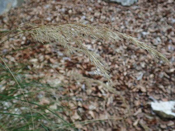Stipa calamagrostis \ Silber-Raugras, Silber-�hrengras, D Beuron 26.6.2018