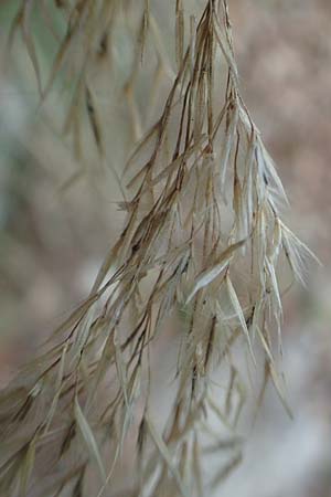 Stipa calamagrostis \ Silber-Raugras, Silber-�hrengras, D Beuron 26.6.2018