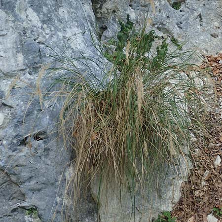Stipa calamagrostis \ Silber-Raugras, Silber-�hrengras, D Beuron 26.6.2018
