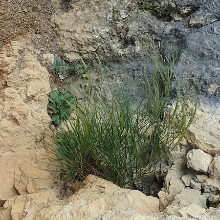Stipa calamagrostis \ Silber-Raugras, Silber-�hrengras, D Beuron 26.6.2018