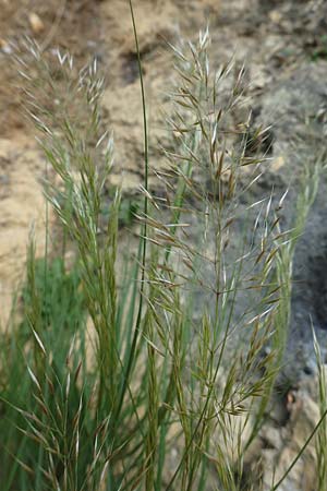 Stipa calamagrostis \ Silber-Raugras, Silber-�hrengras, D Beuron 26.6.2018