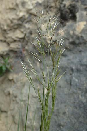 Stipa calamagrostis \ Silber-Raugras, Silber-�hrengras, D Beuron 26.6.2018