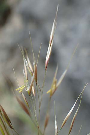 Stipa calamagrostis \ Silber-Raugras, Silber-�hrengras, D Beuron 26.6.2018