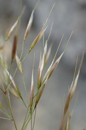 Stipa calamagrostis \ Silber-Raugras, Silber-�hrengras, D Beuron 26.6.2018