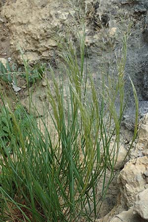 Stipa calamagrostis \ Silber-Raugras, Silber-�hrengras, D Beuron 26.6.2018